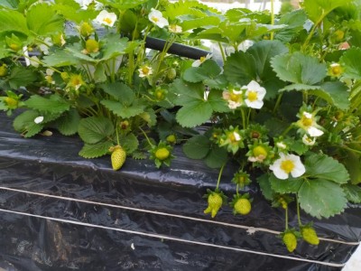 IMG_20240506_195633.JPG (120.72 KiB) Osservato 382 volte IMG_20240506_195633.JPG