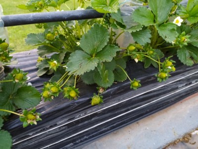 IMG_20240506_195642_Edited.JPG (120.95 KiB) Osservato 382 volte IMG_20240506_195642_Edited.JPG