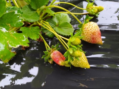 IMG_20240507_124447_Edited.JPG (98.93 KiB) Osservato 368 volte IMG_20240507_124447_Edited.JPG