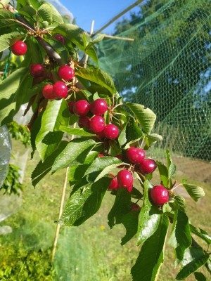 IMG_20240605_091755_Edited.JPG (139.21 KiB) Osservato 382 volte IMG_20240605_091755_Edited.JPG