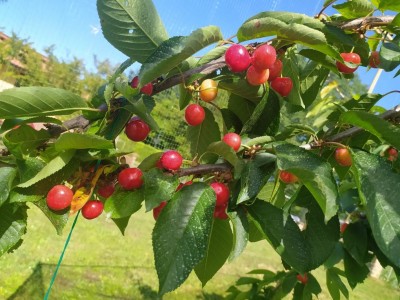 IMG_20240605_091848.JPG (129.82 KiB) Osservato 382 volte IMG_20240605_091848.JPG