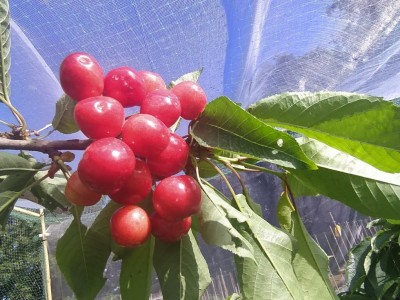 IMG_20240605_091918_Edited.JPG (147.13 KiB) Osservato 382 volte IMG_20240605_091918_Edited.JPG