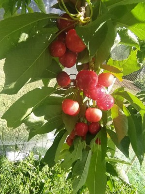 IMG_20240605_092000_Edited.JPG (136.21 KiB) Osservato 350 volte IMG_20240605_092000_Edited.JPG