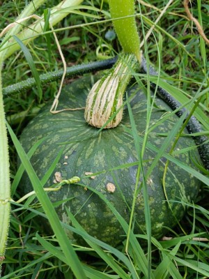 zucca.jpg (143.41 KiB) Osservato 1044 volte zucca.jpg