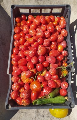 5_Edited.JPG (132.86 KiB) Osservato 518 volte 5_Edited.JPG