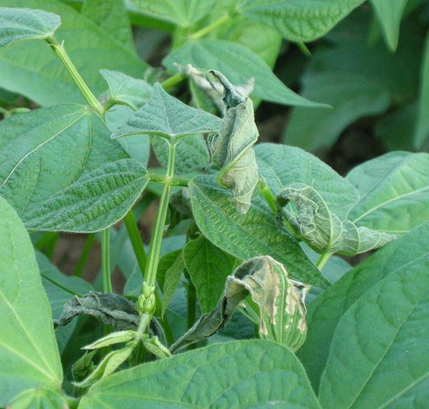 fagiolini 003.jpg fagiolini 003.jpg