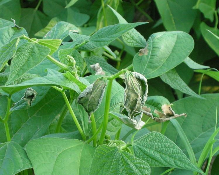 fagiolini 004.jpg fagiolini 004.jpg