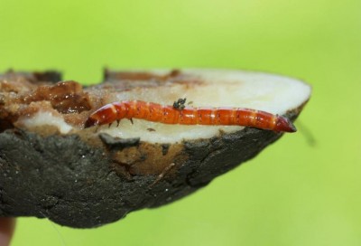 elateridi su patata.jpg elateridi su patata.jpg