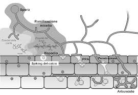 micorrize arbuscolari.jpg micorrize arbuscolari.jpg