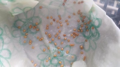 4 .trashed-1742065985-IMG_20250208_135554_Edited.JPG (43.25 KiB) Osservato 2495 volte 4 .trashed-1742065985-IMG_20250208_135554_Edited.JPG