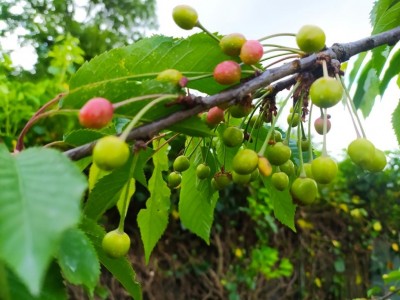 7 IMG_20250507_105629_Edited.JPG (92.56 KiB) Osservato 292 volte 7 IMG_20250507_105629_Edited.JPG