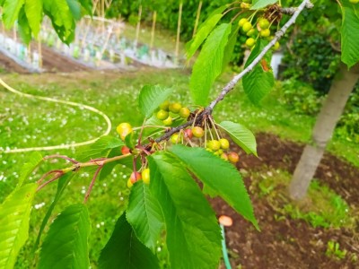 8 IMG_20250507_105705_Edited.JPG (106.29 KiB) Osservato 292 volte 8 IMG_20250507_105705_Edited.JPG