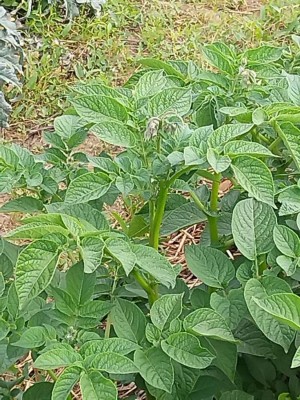 patate con fiore.jpeg (182.45 KiB) Osservato 923 volte patate con fiore.jpeg