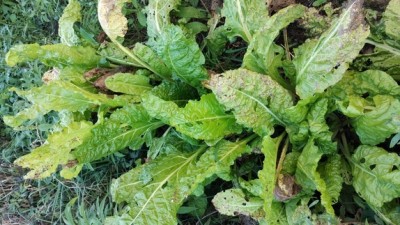 Bietola(1).jpg (238.16 KiB) Osservato 621 volte Bietola(1).jpg