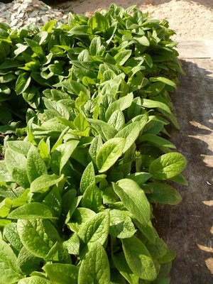 Symphytum tuberosum subsp. angustifolium / foglie.jpg foglie.jpg