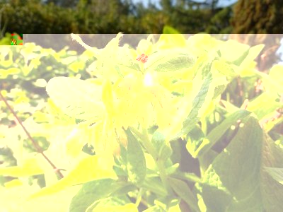 Symphytum tuberosum subsp. angustifolium / fiori.jpg fiori.jpg