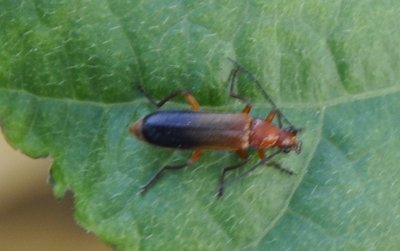 Insetto Fagiolini.jpg (239.09 KiB) Osservato 989 volte Insetto Fagiolini.jpg