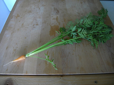 Carotina dolce :) / R0015789.JPG R0015789.JPG