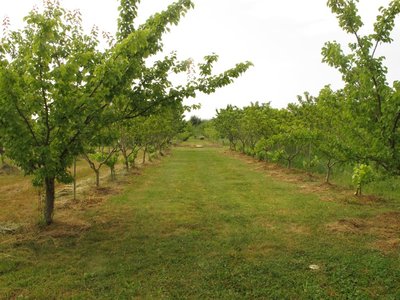 VIALE.JPG (181.12 KiB) Osservato 1639 volte VIALE.JPG