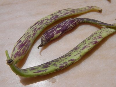 DSCN3993.JPG (127.17 KiB) Osservato 1365 volte DSCN3993.JPG