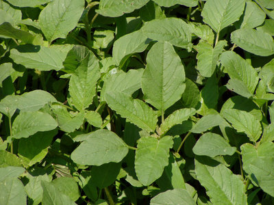 grande.jpg (123.34 KiB) Osservato 760 volte grande.jpg