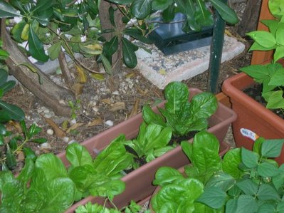 insalata_e_fagiolini.jpg (113.26 KiB) Osservato 1088 volte insalata_e_fagiolini.jpg
