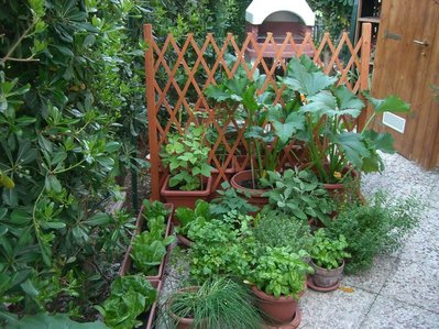 fagiolini_zucchine_aromatiche.jpg (152.46 KiB) Osservato 1088 volte fagiolini_zucchine_aromatiche.jpg