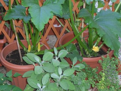 zucchine_e_salvia.jpg (104.92 KiB) Osservato 1088 volte zucchine_e_salvia.jpg
