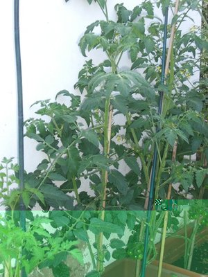 pomodori.jpg (72.79 KiB) Osservato 1088 volte pomodori.jpg