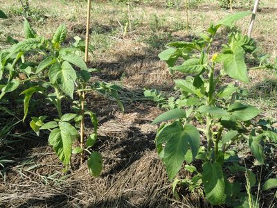 pomodoro1.JPG (255.77 KiB) Osservato 1413 volte pomodoro1.JPG