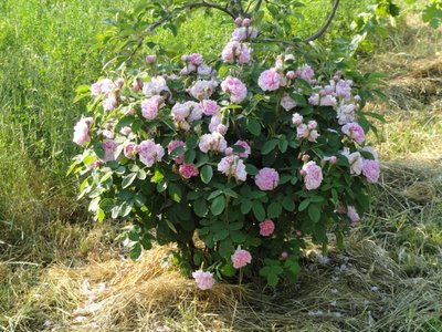 rosa.JPG (283.28 KiB) Osservato 1413 volte rosa.JPG