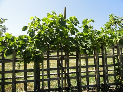 vite.JPG (259.79 KiB) Osservato 1506 volte vite.JPG