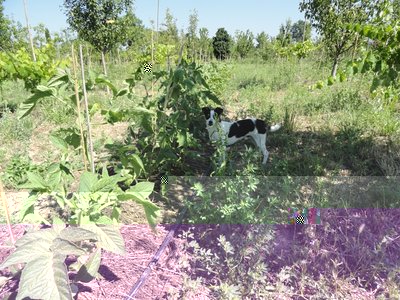 leo.JPG (247.87 KiB) Osservato 1506 volte leo.JPG