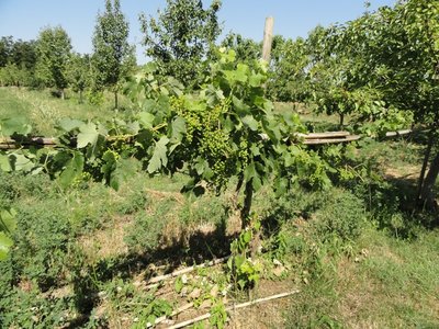 vite1.JPG (257.21 KiB) Osservato 1475 volte vite1.JPG