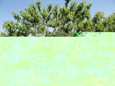 pesco.JPG (249.57 KiB) Osservato 1475 volte pesco.JPG