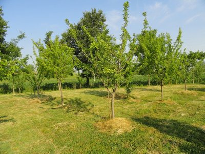 prugne.JPG (216.47 KiB) Osservato 2050 volte prugne.JPG