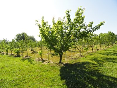 albicocco.JPG (228.02 KiB) Osservato 2050 volte albicocco.JPG