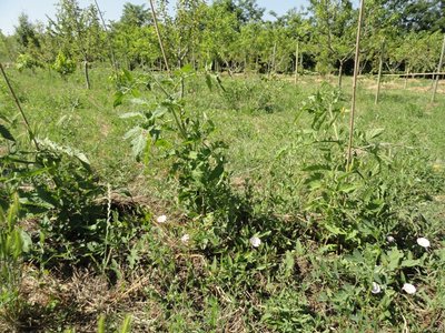 pomodoro2.JPG (264.66 KiB) Osservato 1836 volte pomodoro2.JPG