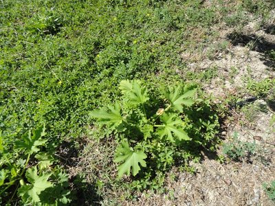 zucchine.JPG (258.1 KiB) Osservato 1836 volte zucchine.JPG