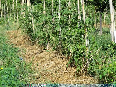 pomodoro ciliegino.JPG (285.59 KiB) Osservato 1833 volte pomodoro ciliegino.JPG