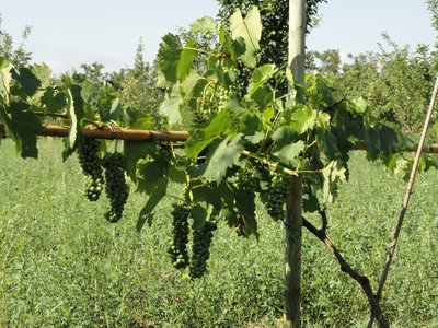 vite2.JPG (270.63 KiB) Osservato 1833 volte vite2.JPG