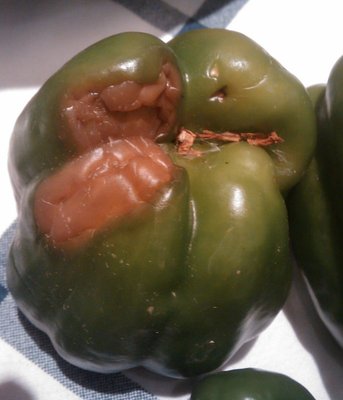 peperone guasto / IMAGE_079.jpg IMAGE_079.jpg