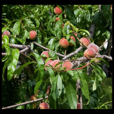 _001000-(2).jpg (104.39 KiB) Osservato 1614 volte _001000-(2).jpg