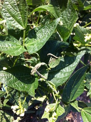 IMG_0674.jpg (233.37 KiB) Osservato 956 volte IMG_0674.jpg