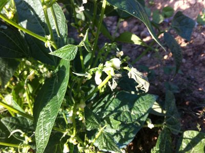 IMG_0675.jpg (197.82 KiB) Osservato 956 volte IMG_0675.jpg