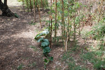 zucca rossa.jpg (352.78 KiB) Osservato 759 volte zucca rossa.jpg