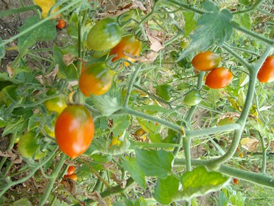 ALIM0234-5.jpg (301.06 KiB) Osservato 979 volte ALIM0234-5.jpg