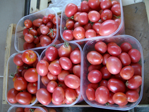 ALIM0238cc.jpg ALIM0238cc.jpg