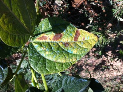 IMG_0739.jpg (239 KiB) Osservato 935 volte IMG_0739.jpg