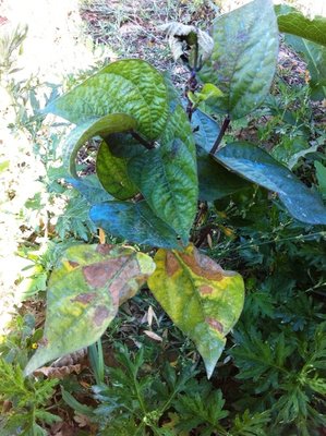 IMG_0764.jpg (263.9 KiB) Osservato 935 volte IMG_0764.jpg